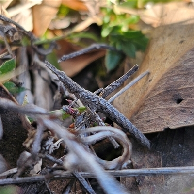 Keyacris scurra (Key's Matchstick Grasshopper) at Bendoura, NSW - 27 Aug 2025 by Csteele4
