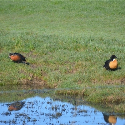 Tadorna tadornoides (Australian Shelduck) at Moss Vale, NSW - 26 Aug 2025 by plants