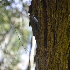 Cormobates leucophaea (White-throated Treecreeper) at Burradoo, NSW - 26 Aug 2025 by plants