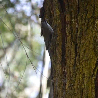 Cormobates leucophaea (White-throated Treecreeper) at Burradoo, NSW - 26 Aug 2025 by plants