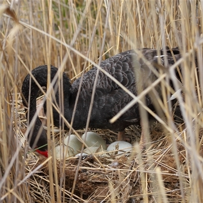 Cygnus atratus (Black Swan) at Paddys River, ACT - 26 Aug 2025 by TimL