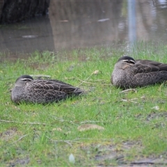 Anas superciliosa (Pacific Black Duck) at Bowral, NSW - 27 Aug 2025 by plants