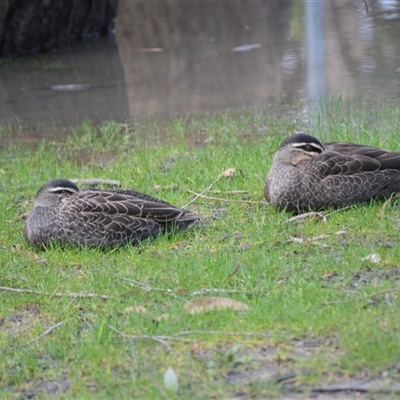 Anas superciliosa (Pacific Black Duck) at Bowral, NSW - 27 Aug 2025 by plants