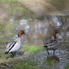Chenonetta jubata (Australian Wood Duck) at Bowral, NSW - 27 Aug 2025 by plants