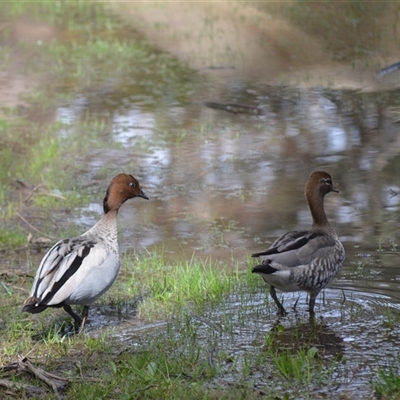 Chenonetta jubata (Australian Wood Duck) at Bowral, NSW - 27 Aug 2025 by plants