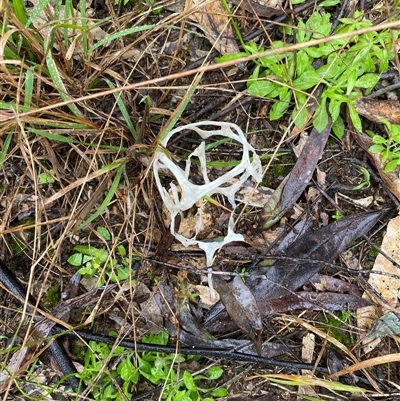 Ileodictyon gracile (Smooth Cage) at Broke, NSW - 22 Aug 2025 by RoyP