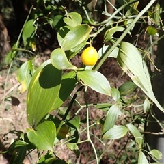 Eustrephus latifolius (Wombat Berry) at Bowral, NSW - 26 Aug 2025 by plants