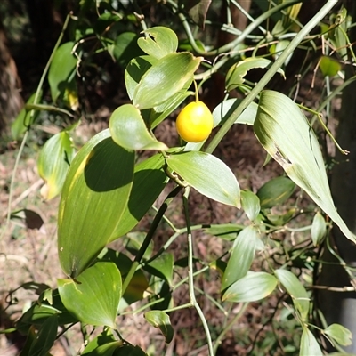 Eustrephus latifolius (Wombat Berry) at Bowral, NSW - 26 Aug 2025 by plants