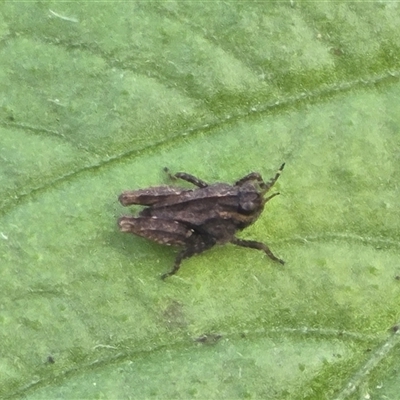 Tetrigidae (family) (Pygmy grasshopper) at Larnook, NSW - 27 Aug 2025 by nightcapranger