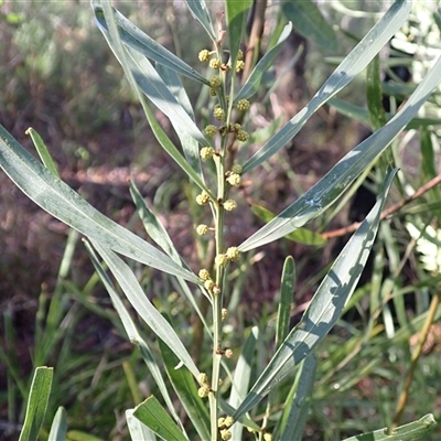 Acacia stricta (Straight Wattle) at Meryla, NSW - 26 Aug 2025 by plants