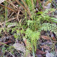 Lindsaea microphylla (Lacy Wedge-fern) at Meryla, NSW - 26 Aug 2025 by plants
