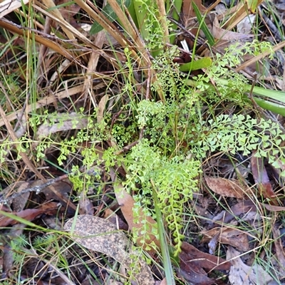 Lindsaea microphylla (Lacy Wedge-fern) at Meryla, NSW - 26 Aug 2025 by plants
