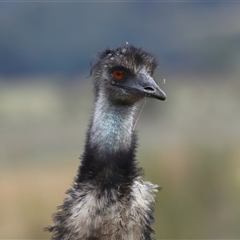 Dromaius novaehollandiae (Emu) at Kambah, ACT - 26 Aug 2025 by TimL