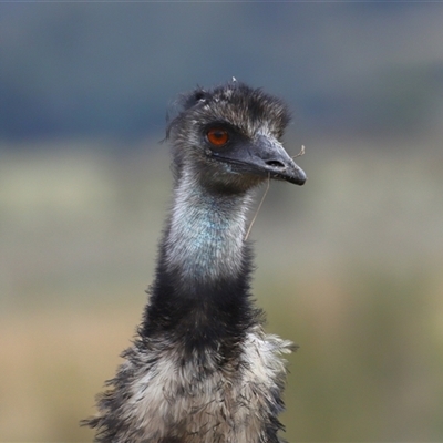 Dromaius novaehollandiae (Emu) at Kambah, ACT - 26 Aug 2025 by TimL
