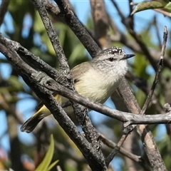 Acanthiza chrysorrhoa (Yellow-rumped Thornbill) at Bethungra, NSW - 25 Aug 2025 by RobG1