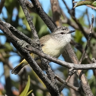 Acanthiza chrysorrhoa (Yellow-rumped Thornbill) at Bethungra, NSW - 25 Aug 2025 by RobG1