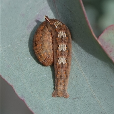 Mnesampela comarcha (Dry-leaf Gum Moth) at Hall, ACT - 27 Aug 2025 by Anna123