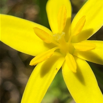 Pauridia vaginata (Yellow Star) at Crowther, NSW - 24 Aug 2025 by Frecko