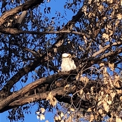 Dacelo novaeguineae (Laughing Kookaburra) at Crowther, NSW - 24 Aug 2025 by Frecko