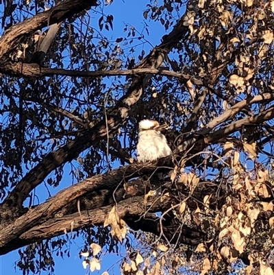 Dacelo novaeguineae (Laughing Kookaburra) at Crowther, NSW - 24 Aug 2025 by Frecko