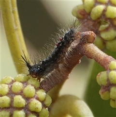Lymantriinae (subfamily) (Unidentified tussock moths) at Hall, ACT - 27 Aug 2025 by Anna123