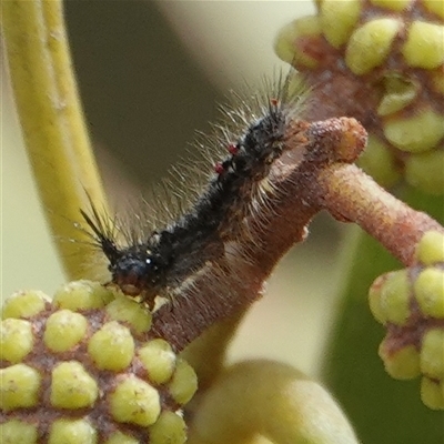 Lymantriinae (subfamily) (Unidentified tussock moths) at Hall, ACT - 27 Aug 2025 by Anna123