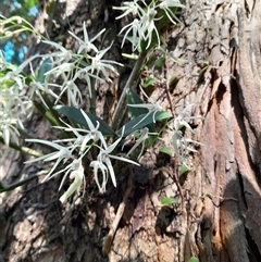 Dendrobium radiatum (Brushbox Feather Orchid) at Pappinbarra, NSW - 27 Aug 2025 by jonvanbeest
