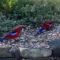 Platycercus elegans (Crimson Rosella) at Yarralumla, ACT - 25 Aug 2025 by Nangala