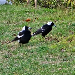 Gymnorhina tibicen (Australian Magpie) at Isaacs, ACT - 27 Aug 2025 by Mike