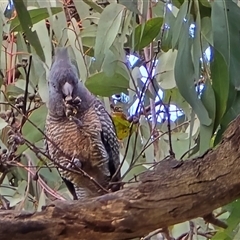 Callocephalon fimbriatum (Gang-gang Cockatoo) at Isaacs, ACT - 27 Aug 2025 by Mike