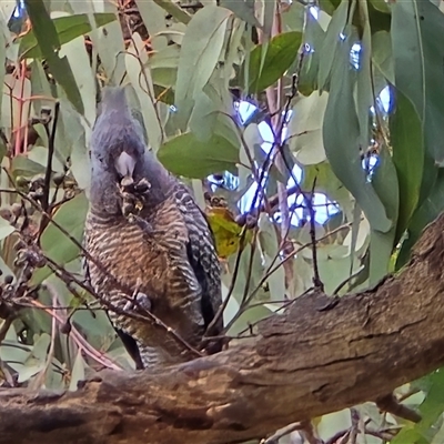 Callocephalon fimbriatum (Gang-gang Cockatoo) at Isaacs, ACT - 27 Aug 2025 by Mike