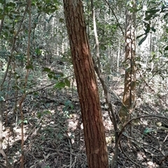 Unverified Other Tree at Pappinbarra, NSW - 27 Aug 2025 by jonvanbeest