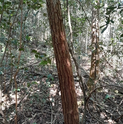 Unverified Other Tree at Pappinbarra, NSW - 27 Aug 2025 by jonvanbeest