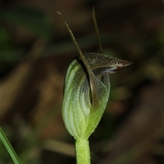 Pterostylis pedunculata (Maroonhood) at Monga, NSW - 27 Aug 2025 by Csteele4