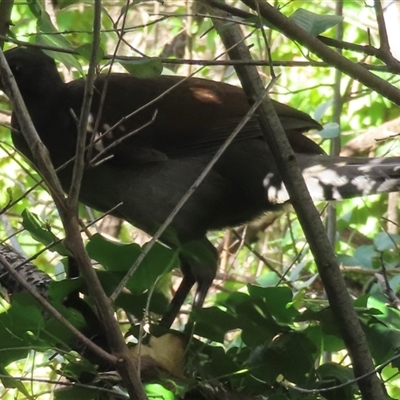 Menura novaehollandiae (Superb Lyrebird) at Barton, ACT - 27 Aug 2025 by RobParnell