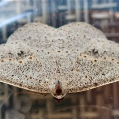 Taxeotis perlinearia (Spring Taxeotis) at Moruya, NSW - 27 Aug 2025 by LisaH