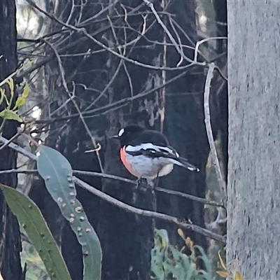 Petroica boodang (Scarlet Robin) at Monga, NSW - 27 Aug 2025 by Csteele4