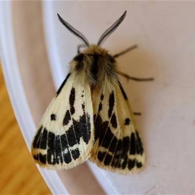 Ardices curvata (Crimson Tiger Moth) at Moruya, NSW - 27 Aug 2025 by LisaH