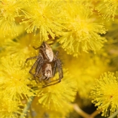 Oxyopes (genus) (Lynx spider) at Holt, ACT - 25 Aug 2025 by AlisonMilton