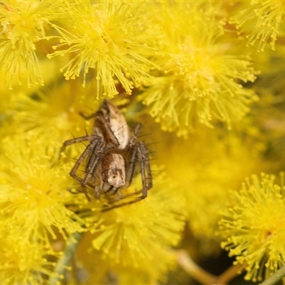 Oxyopes (genus) (Lynx spider) at Holt, ACT - 25 Aug 2025 by AlisonMilton