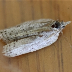 Isotenes miserana (Orange Fruit Borer) at Moruya, NSW - 27 Aug 2025 by LisaH
