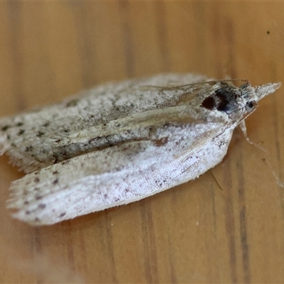 Isotenes miserana (Orange Fruit Borer) at Moruya, NSW - 27 Aug 2025 by LisaH