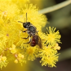 Lasioglossum (Parasphecodes) sp. (genus & subgenus) (Halictid bee) at Holt, ACT - 25 Aug 2025 by AlisonMilton