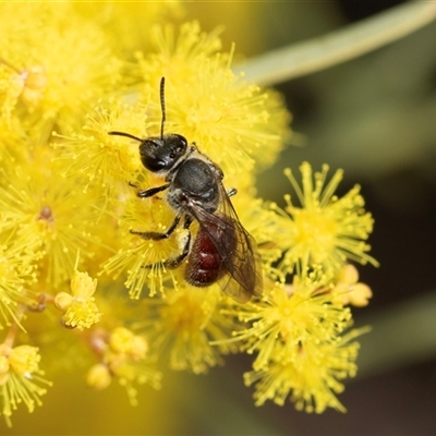 Lasioglossum (Parasphecodes) sp. (genus & subgenus) (Halictid bee) at Holt, ACT - 25 Aug 2025 by AlisonMilton