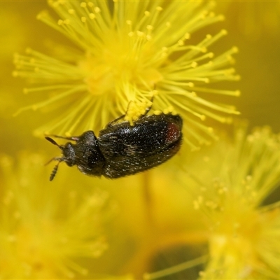 Eurhopalus sp. (genus) (Dermestid beetle) at Holt, ACT - 25 Aug 2025 by AlisonMilton