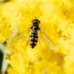 Melangyna viridiceps (Hover fly) at Holt, ACT - 25 Aug 2025 by AlisonMilton