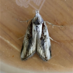 Aquita tactalis (Tactile Tuft moth) by LisaH