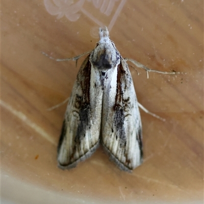 Aquita tactalis (Tactile Tuft moth) at  - suppressed by LisaH