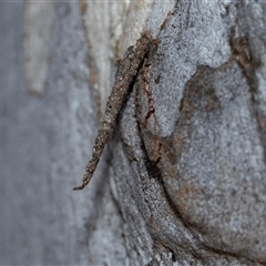 Conoeca guildingi (A case moth) at Scullin, ACT - 24 Aug 2025 by AlisonMilton