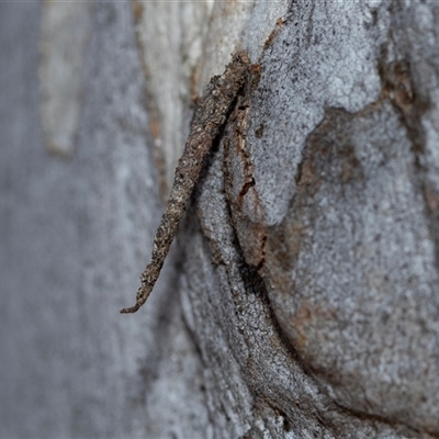 Conoeca guildingi (A case moth) at Scullin, ACT - 24 Aug 2025 by AlisonMilton